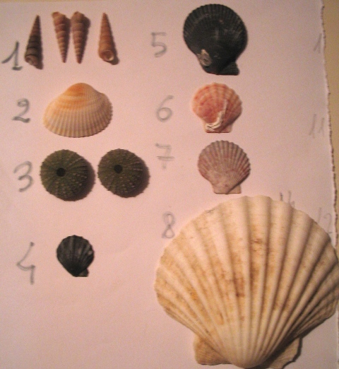 Pecten maximus e Pecten jacobeus